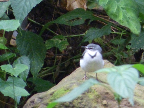 Mountain Wagtail