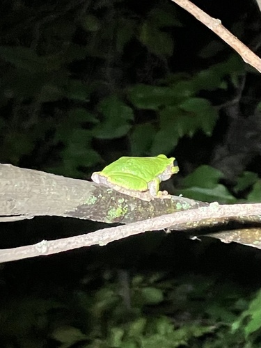 Gray Treefrog photographed in Minnesota