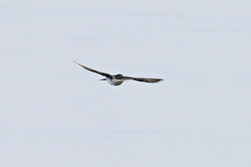 Eastern Kingbird