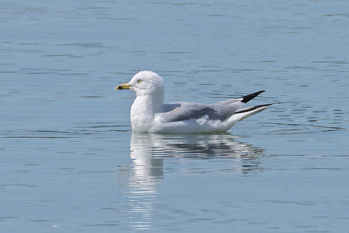 Ring-billed Gull