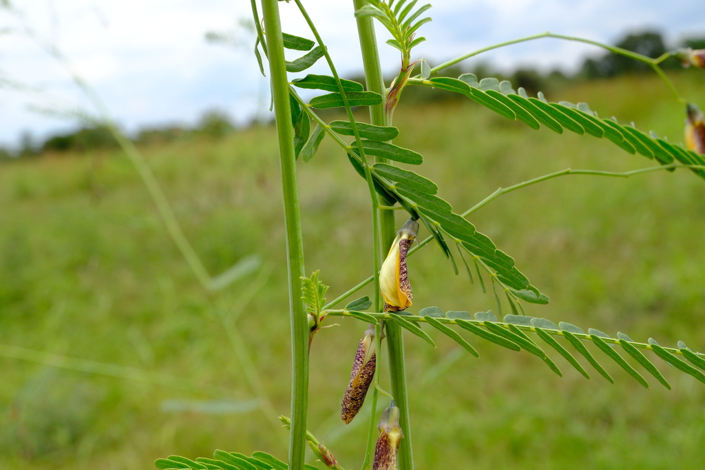Sesbania keniensis J.B.Gillett 3