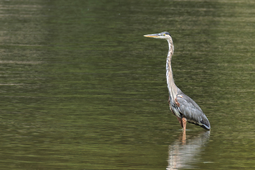 Great Blue Heron
