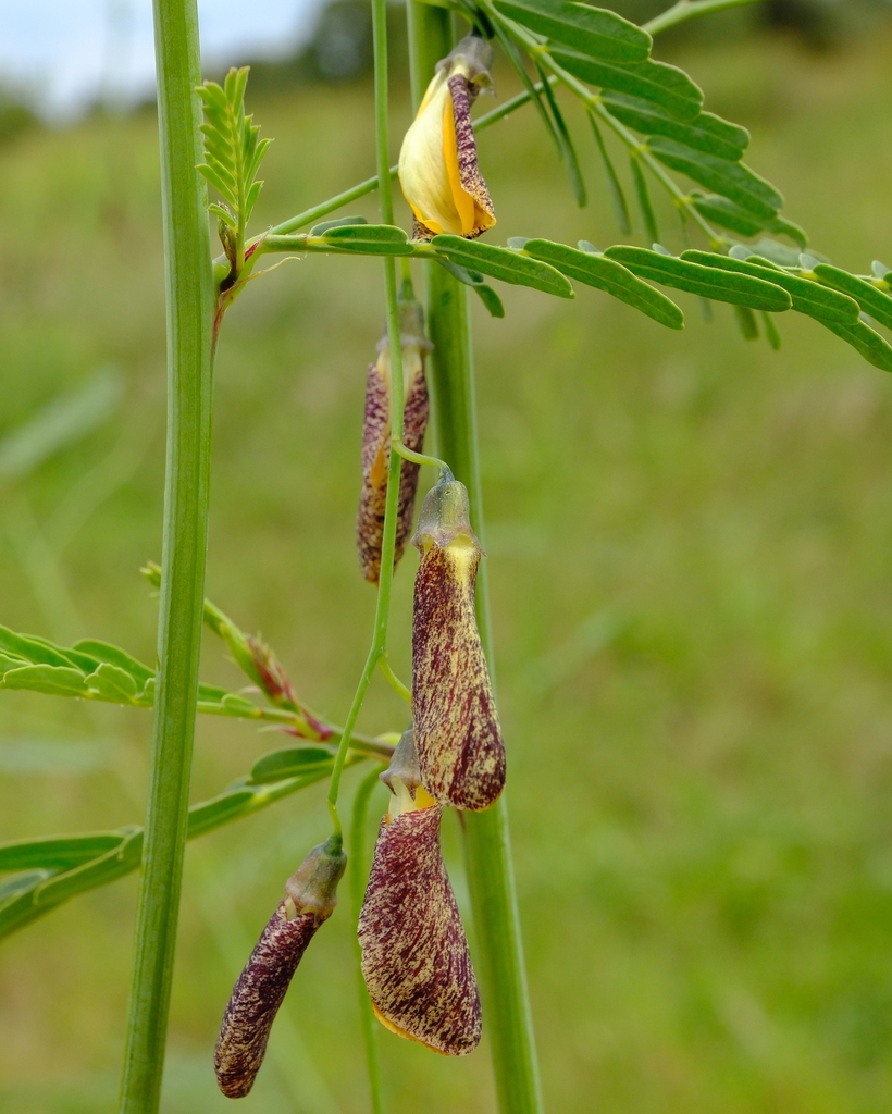 Sesbania keniensis J.B.Gillett