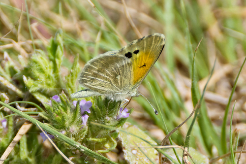 Dainty Sulphur