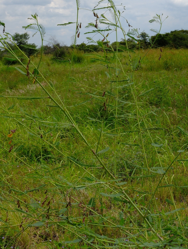 Sesbania keniensis J.B.Gillett 4