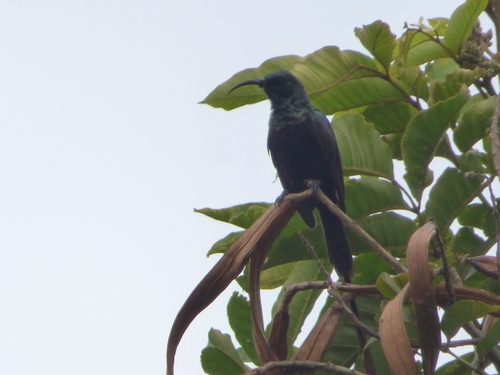 Bronze Sunbird
