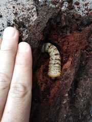 Acanthinodera cumingii