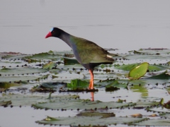 Porphyrio alleni