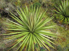 Puya goudotiana