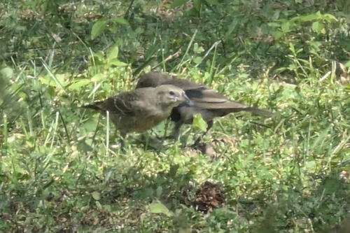 Brown-headed Cowbird photographed in New Jersey