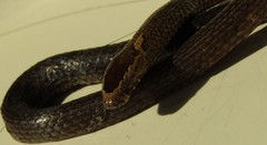 Cacophis squamulosus