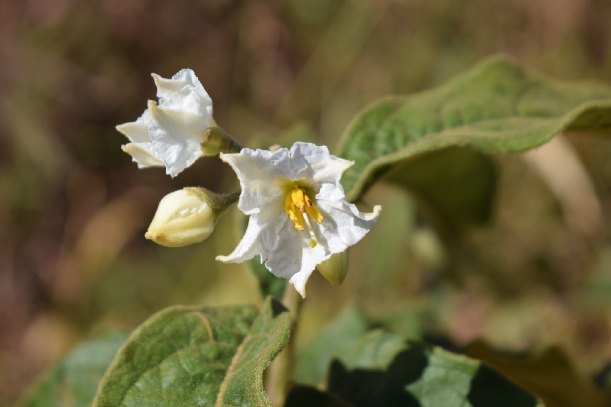 Solanum variabile