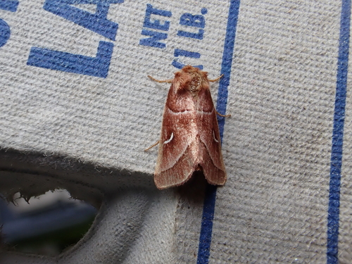 Marsh Fern Moth photo 3