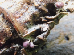 Mycetozoa