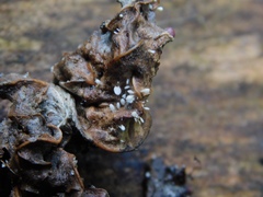 Mycetozoa
