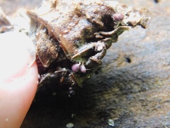 Mycetozoa