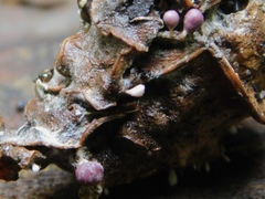 Mycetozoa