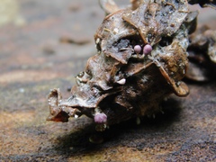 Mycetozoa