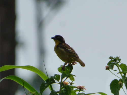 Baglafecht Weaver