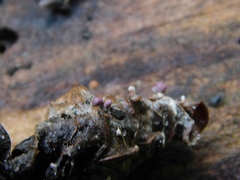 Mycetozoa