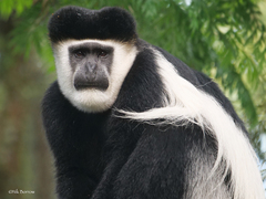 Colobus guereza gallarum