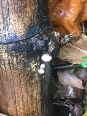 Agaricales