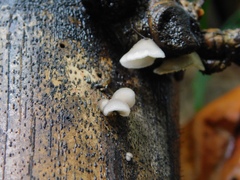 Agaricales