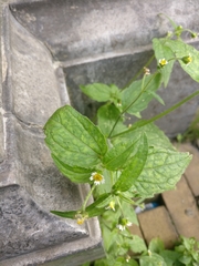 Galinsoga quadriradiata
