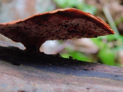 Trametes cinnabarina