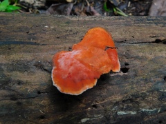 Trametes cinnabarina