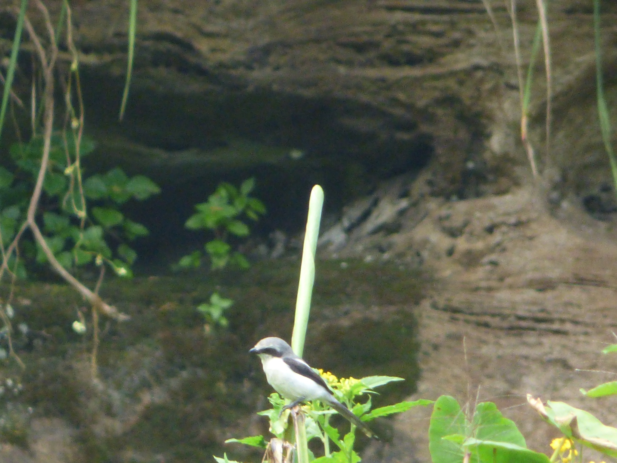 Mackinnon's Shrike (Lanius mackinnoni), photo 3