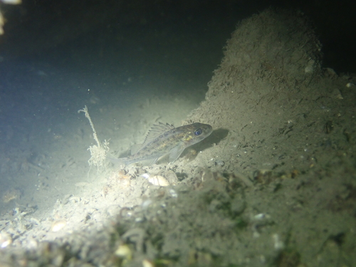 Ruffe, 2761 Zevenhuizen, Netherlands, photo 7 of 10