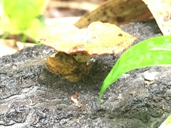 Trametes