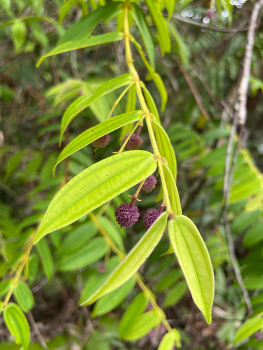 Pternandra azurea observed 2025-08-10