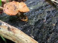 Trametes