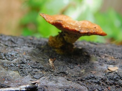 Trametes