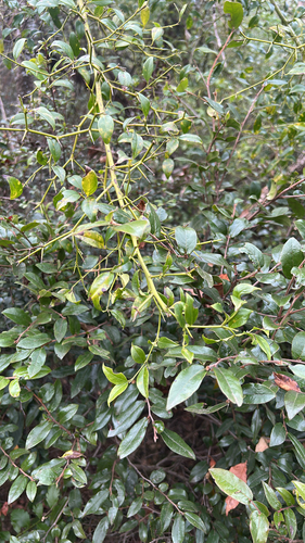 Lemonthorn Cassinopsis (Cassinopsis ilicifolia)