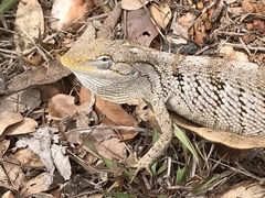 Polychrus acutirostris