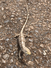 Polychrus acutirostris