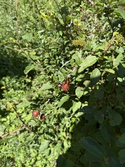 Jane Charlen, CC BY, iNaturalist via GBIF Ribes burejense, photograph Jane Charlen, CC BY, iNaturalist via GBIF