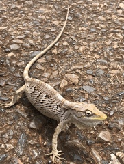 Polychrus acutirostris