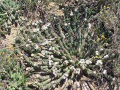 Euphorbia inermis