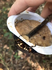 Allorrhina cornifrons