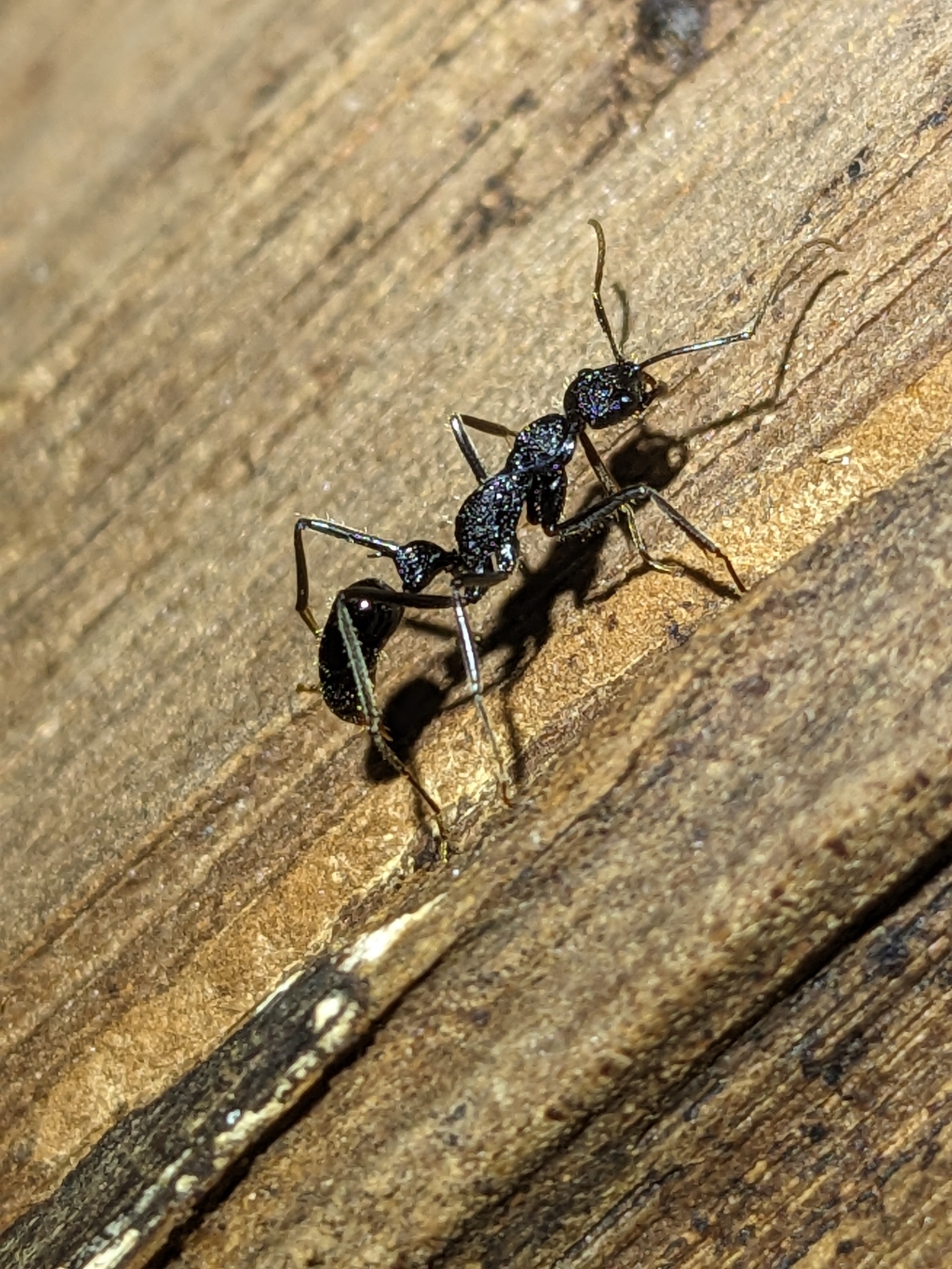 Leptogenys turneri