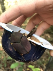 Allorrhina cornifrons