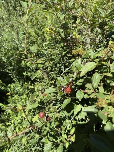 Ribes burejense, photograph 2