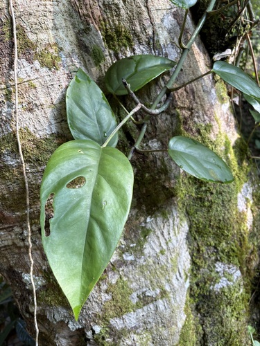 Rhaphidophora corneri