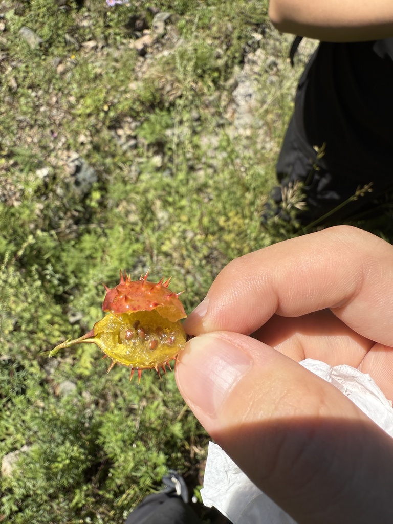 Ribes burejense; photograph Jane Charlen, CC BY, iNaturalist via GBIF