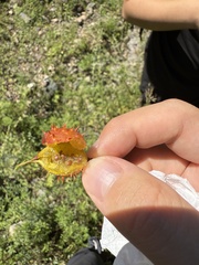 Jane Charlen, CC BY, iNaturalist via GBIF Ribes burejense, photograph Jane Charlen, CC BY, iNaturalist via GBIF