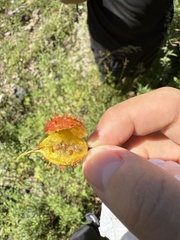Jane Charlen, CC BY, iNaturalist via GBIF Ribes burejense, photograph Jane Charlen, CC BY, iNaturalist via GBIF